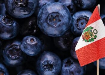 Exportaciones peruanas de arándanos se incrementaron en 41.5 % a agosto