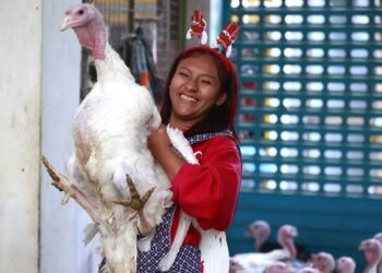 La oferta de pavos llegará a 1.64 millones de unidades en las fiestas de Navidad y Año Nuevo 2025