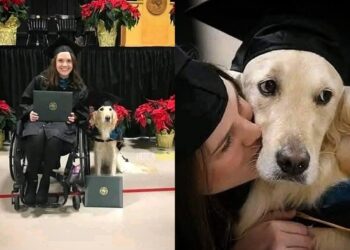 ¡Hermoso! Perrito se gradúa junto a su dueña en silla de ruedas, luego de acompañarla en toda su carrera universitaria (FOTOS)