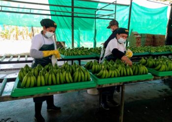 La agroindustria podría reducir la pobreza en Perú si se aprueba nueva ley