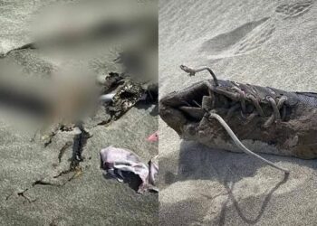 Hallan restos óseos en pampa ‘El Arena’, en Casma (FOTOS)