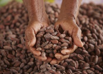 Cacao peruano empieza a ganar protagonismo en Asia