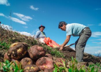 Producción nacional agropecuaria creció +3.8% en el primer bimestre del 2025