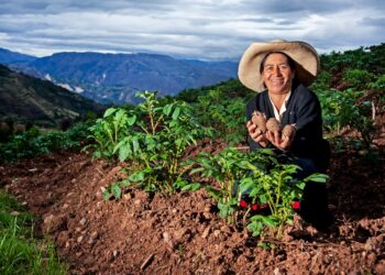 Inclusión financiera: 15 mil mujeres productoras a nivel nacional recibieron créditos por más de S/. 184 millones