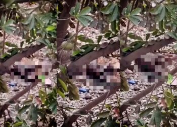 Perros en condición extrema se devoran entre ellos en calle de Trujillo (VÍDEO)