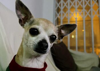 Lima: familia ofrece S/. 2 500 por su perrito, que despareció en San Juan de Miraflores