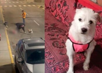 Alcalde de Trujillo interpone denuncia penal contra sujeto que asesinó brutalmente a una perrita