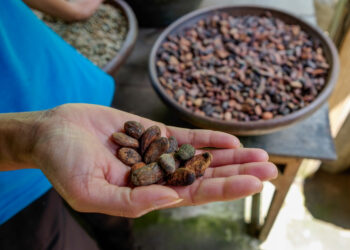Cacao peruano llegó a 34 mercados en abril de 2025