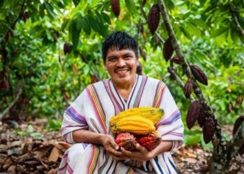 Cacao peruano gana espacio en mercados premium pese a caída global de precios
