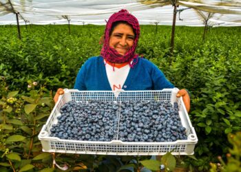 Perú: exportaciones regionales mejoran aporte a la economía nacional