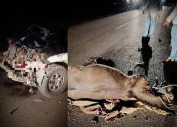 Cutervo: camioneta impacta contra caballo y deja varios heridos