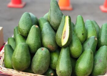 La Libertad entre los tres departamentos que concentraron el 58,3% de la producción nacional de palta en abril de 2025